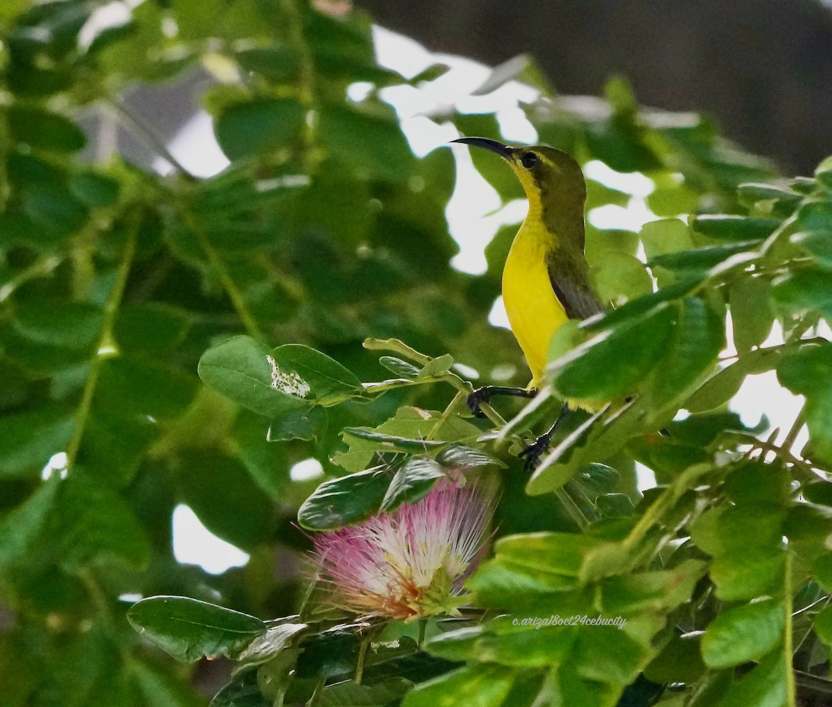 Suimanga Dorsioliva - ML638336676