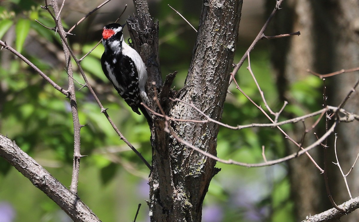 Downy Woodpecker (Eastern) - ML638336677