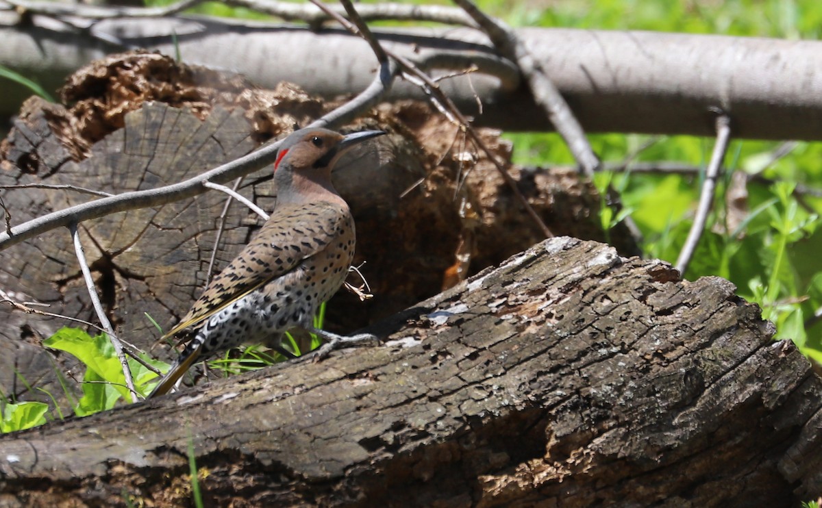 Northern Flicker (Yellow-shafted) - ML638336680