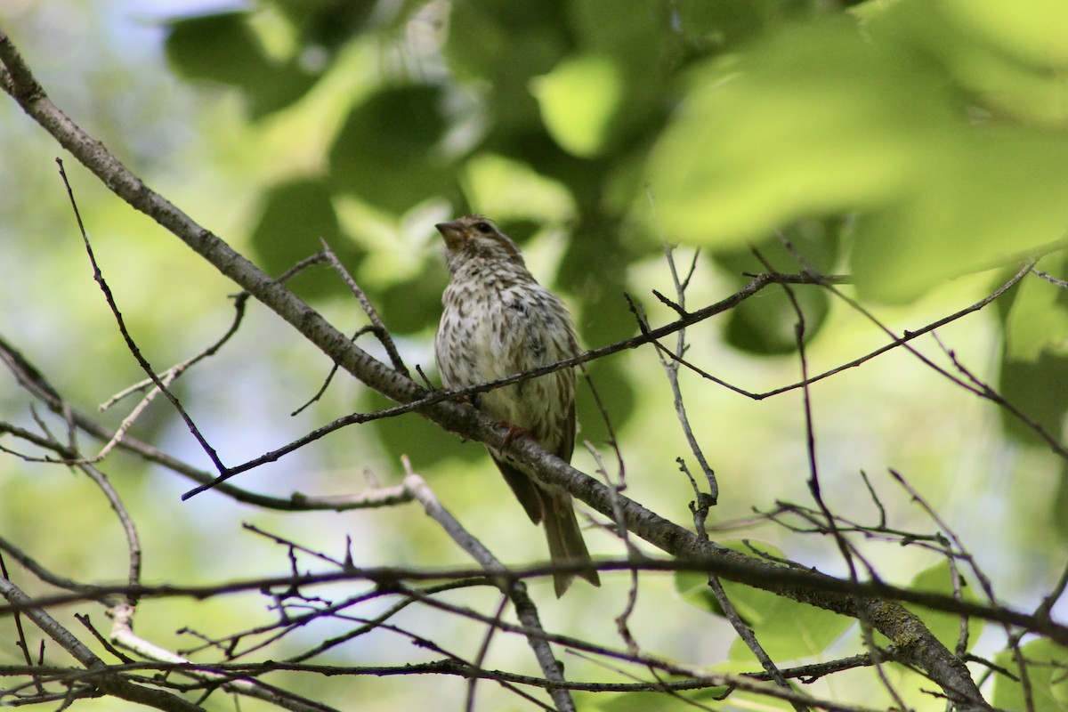 Purple Finch (Eastern) - ML638336681
