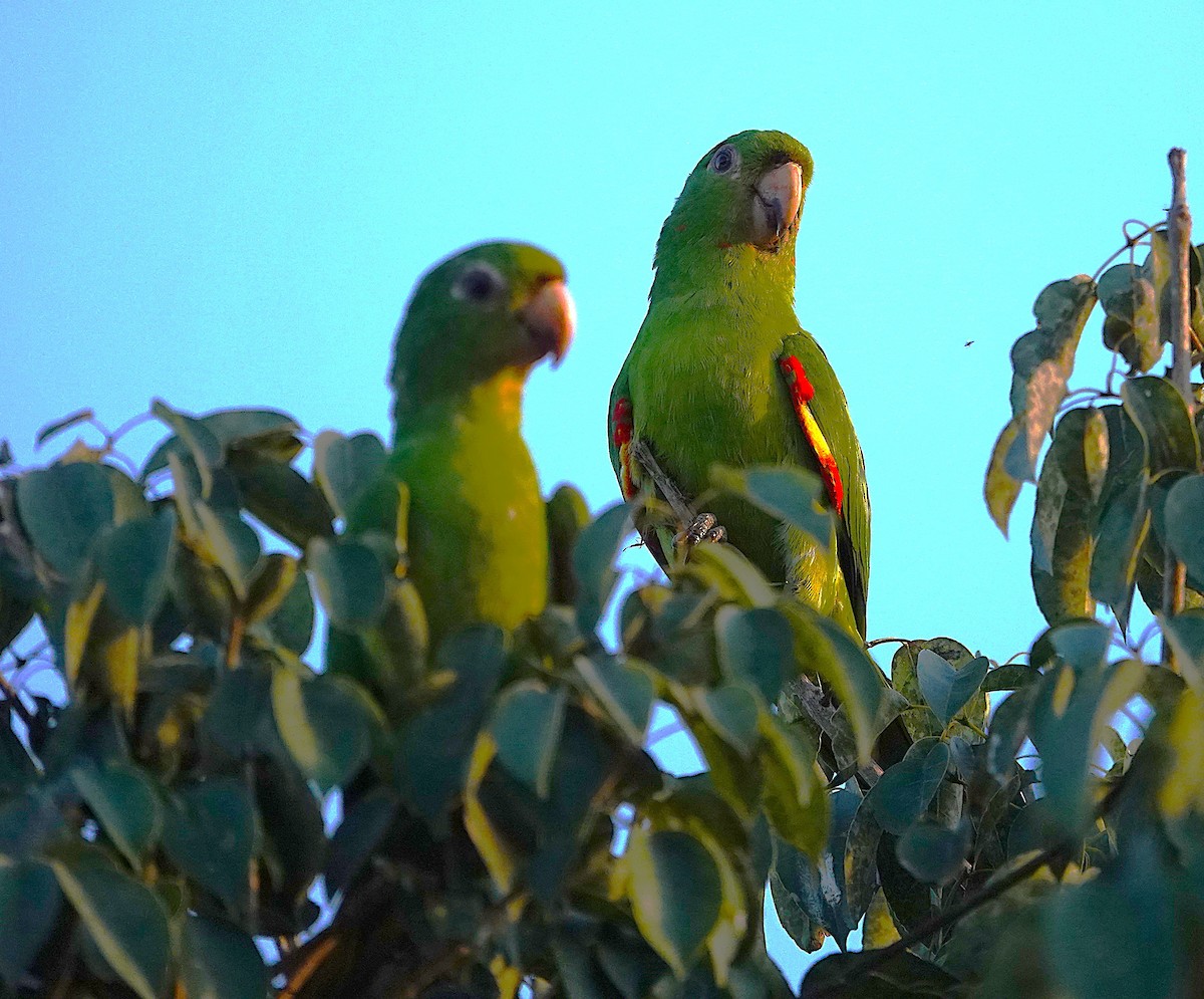 White-eyed Parakeet - ML638336682