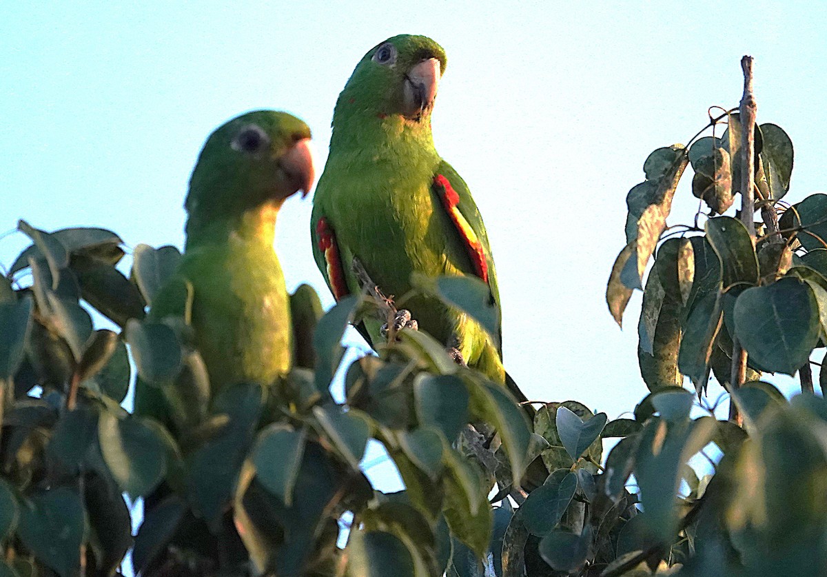 White-eyed Parakeet - ML638336683