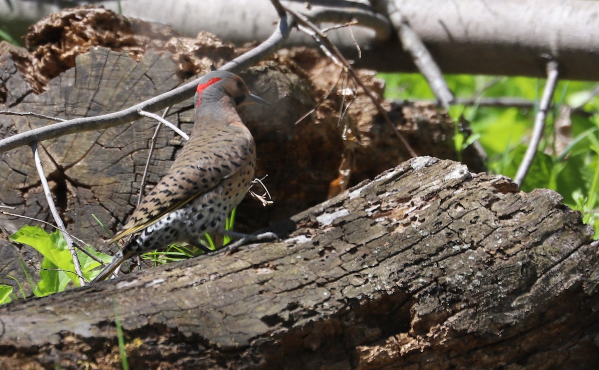 Northern Flicker (Yellow-shafted) - ML638336684
