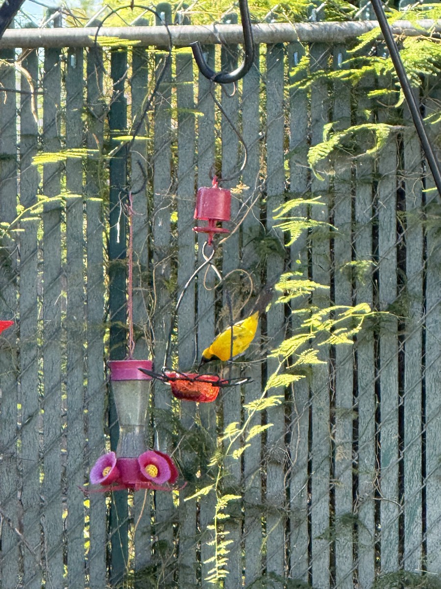 Hooded Oriole - ML638336691