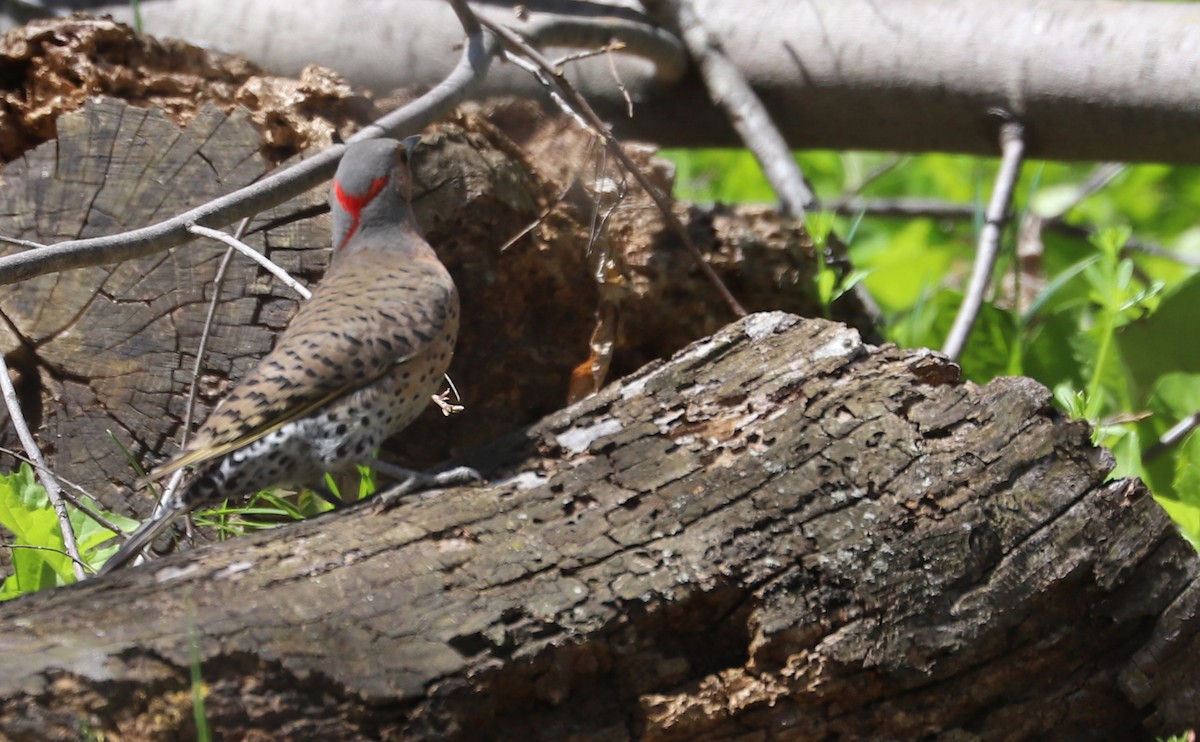 Northern Flicker (Yellow-shafted) - ML638336694
