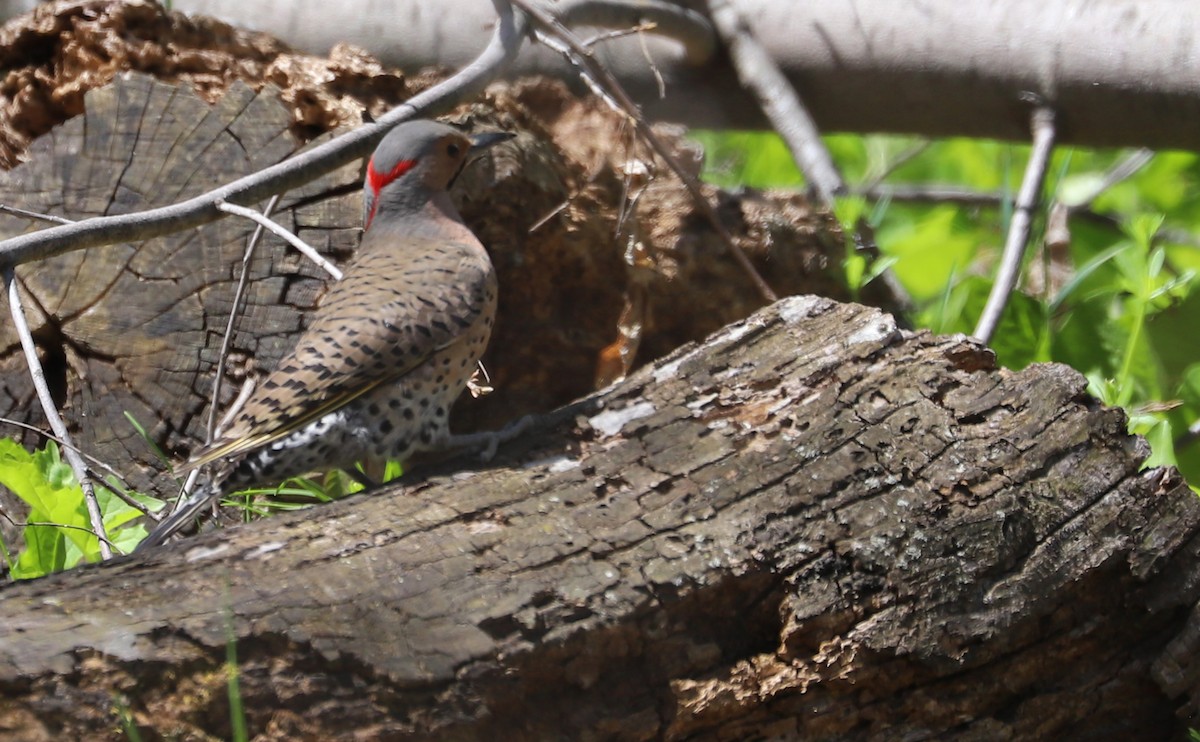 Northern Flicker (Yellow-shafted) - ML638336699