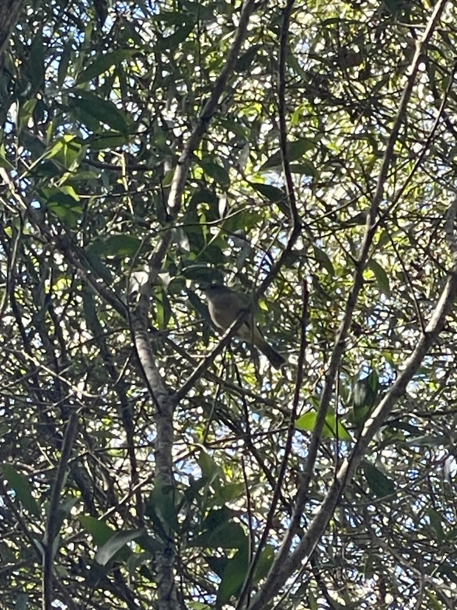 Golden Whistler - ML638336700