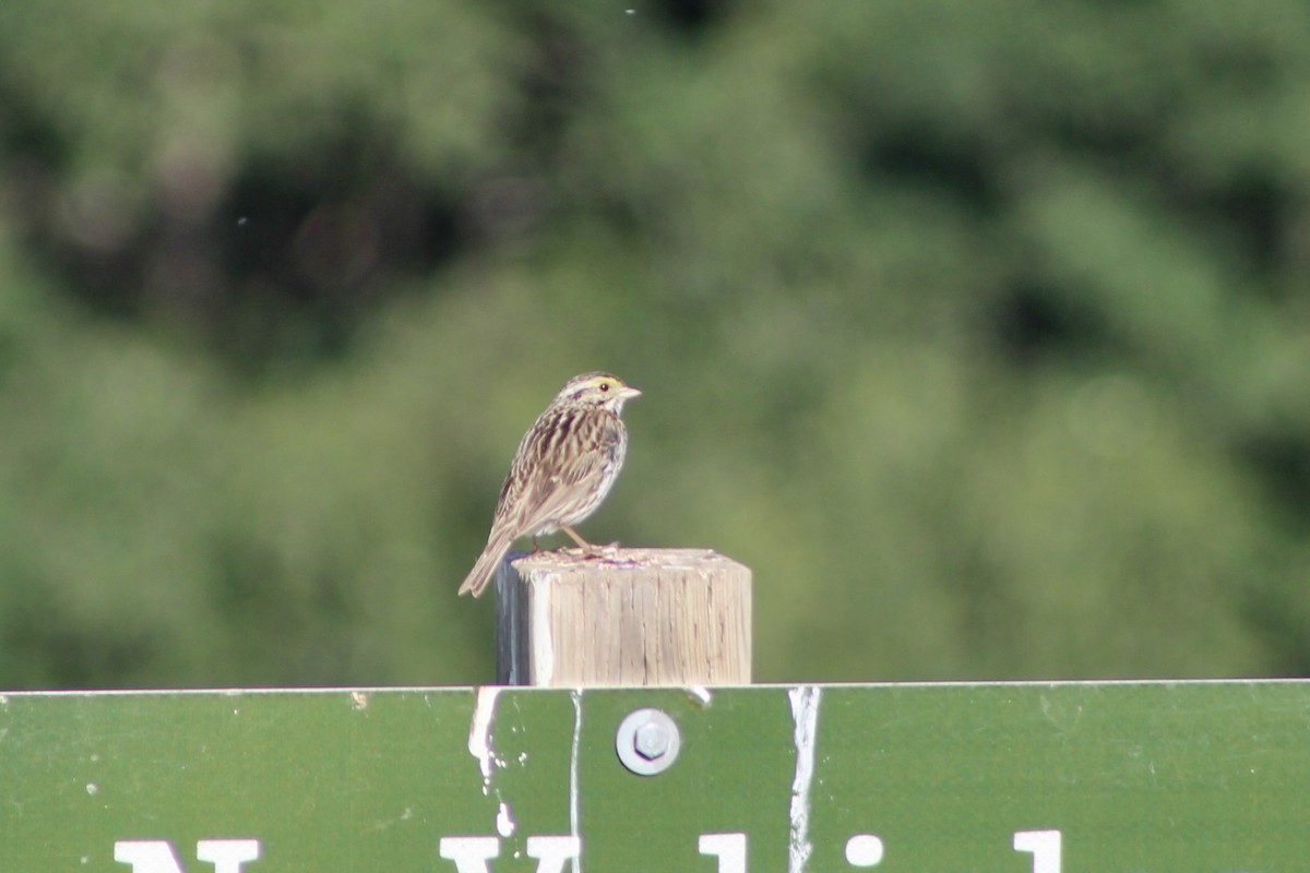 Savannah Sparrow (Savannah) - ML638336703