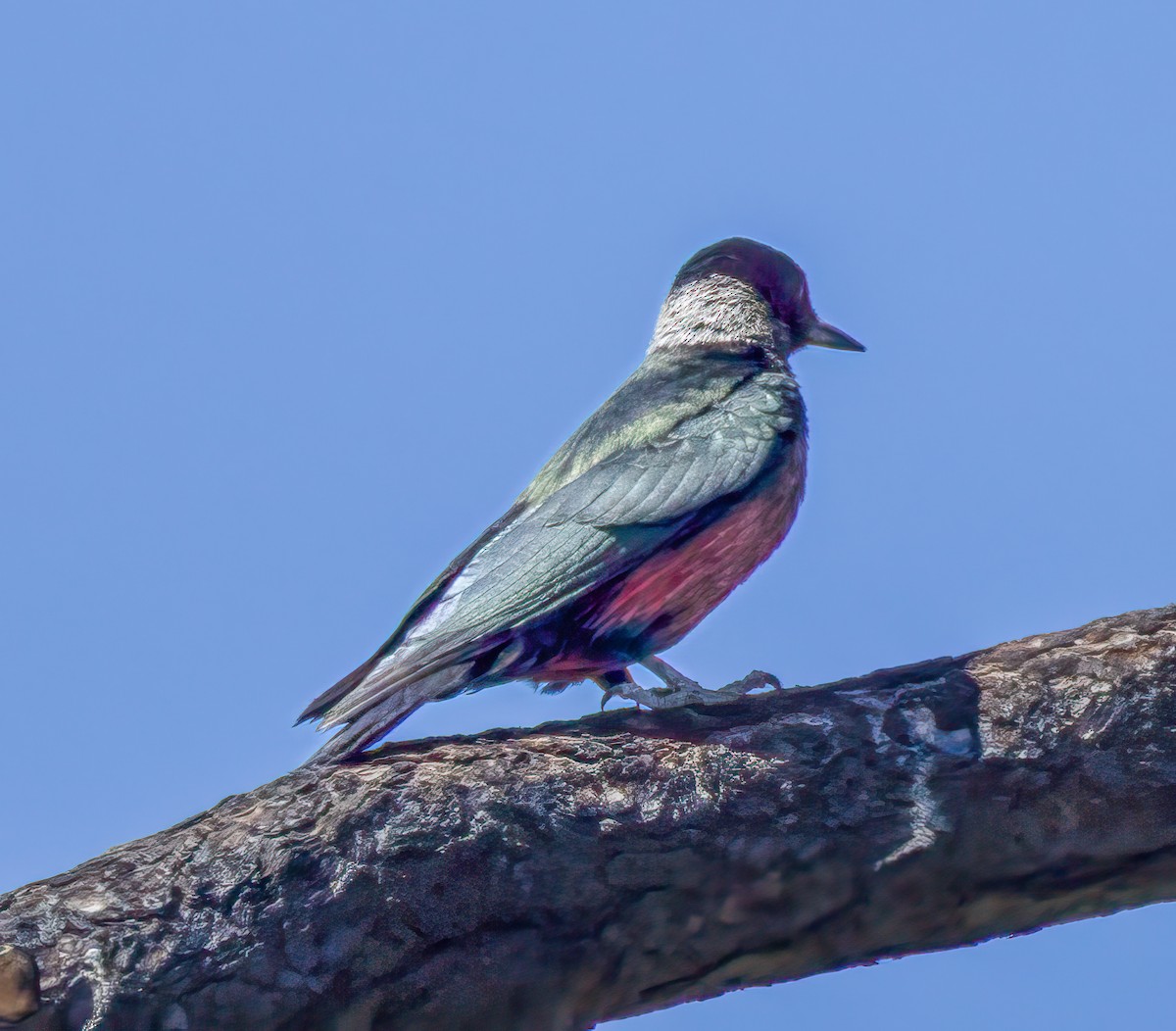 Lewis's Woodpecker - ML638336705