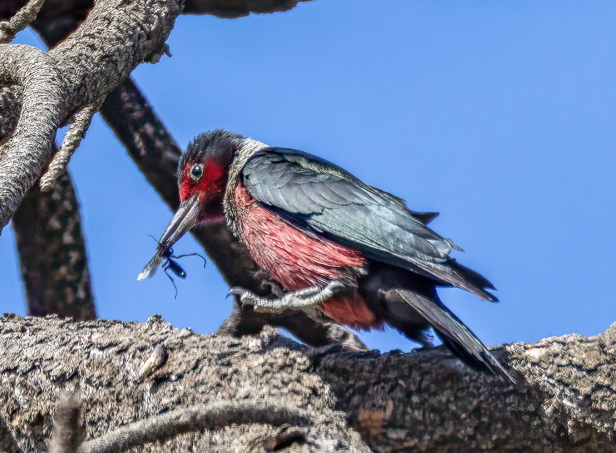 Lewis's Woodpecker - ML638336706