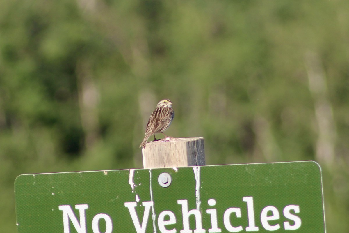 Savannah Sparrow (Savannah) - ML638336710