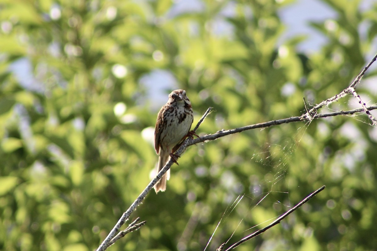 Song Sparrow (melodia/atlantica) - ML638336718