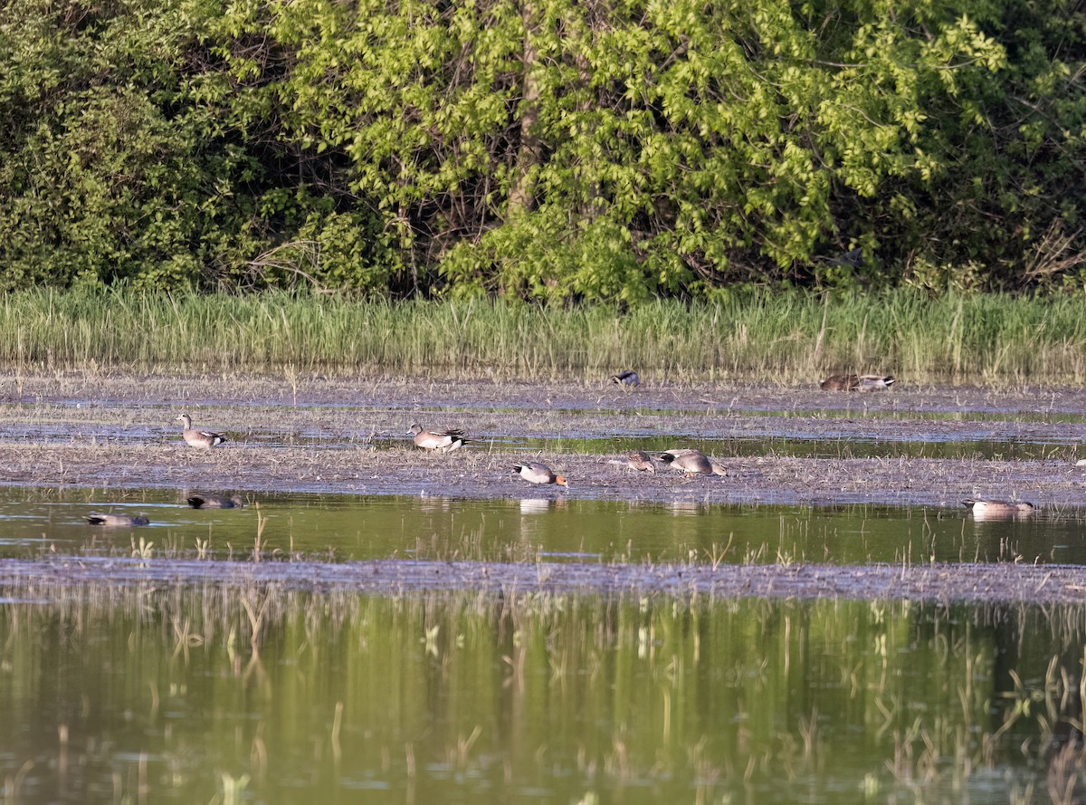 Eurasian Wigeon - ML638336730
