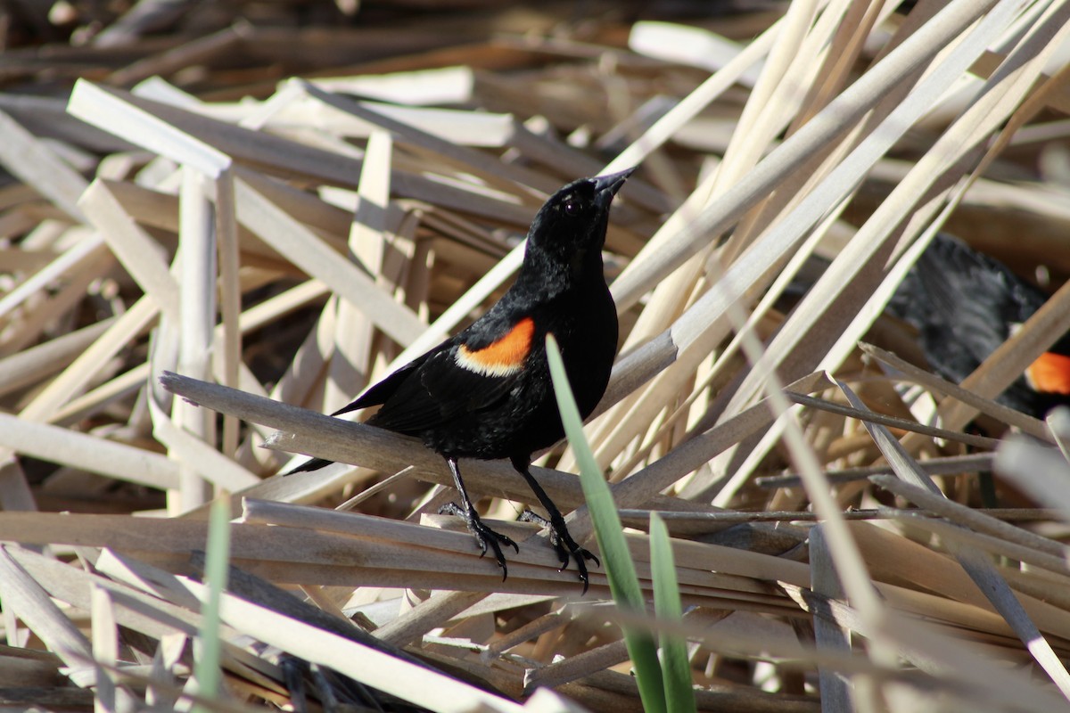 Red-winged Blackbird (Red-winged) - ML638336731