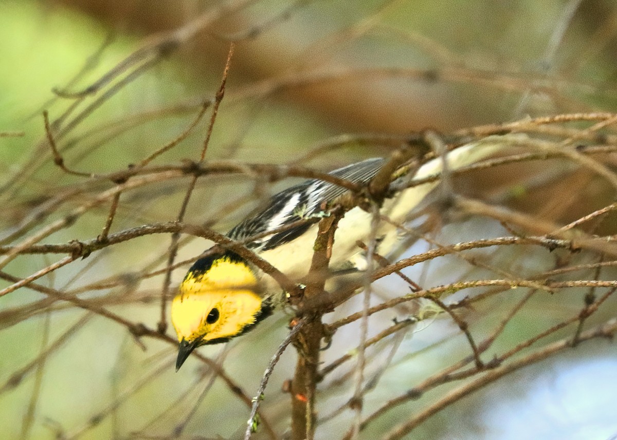 Hermit Warbler - ML638336747