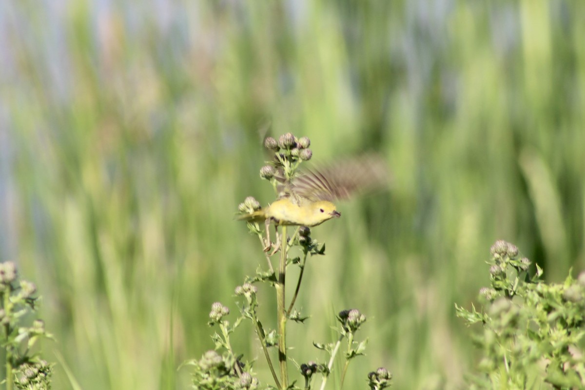Goldwaldsänger [aestiva-Gruppe] - ML638336752