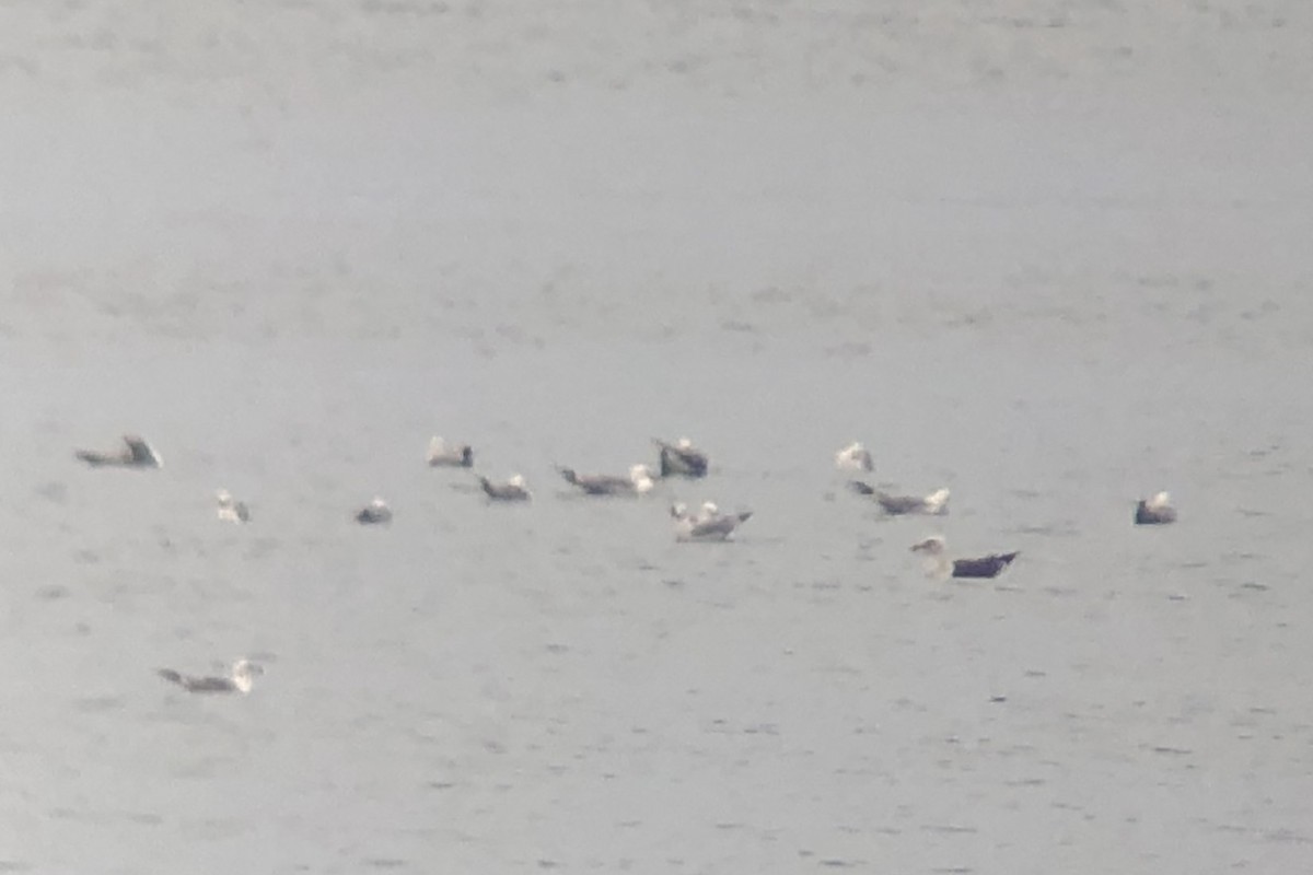 Larus sp. - ML638336756