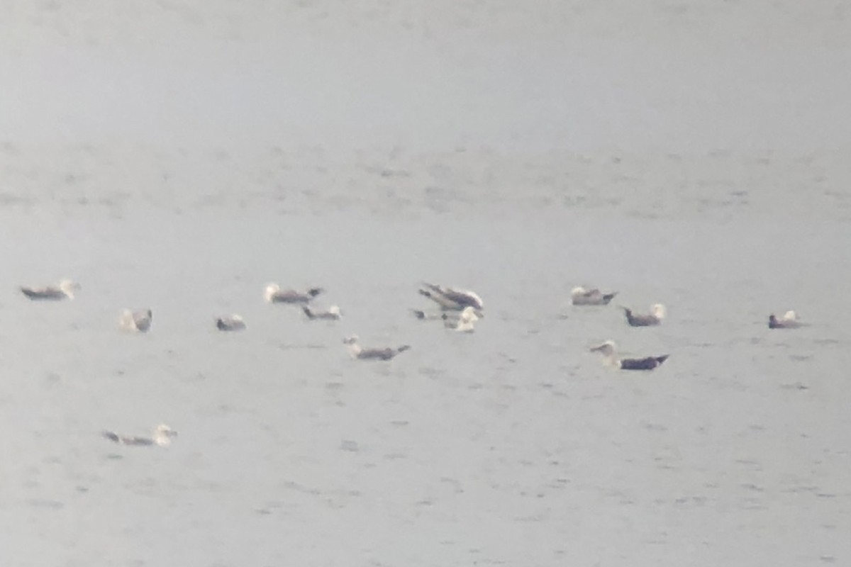 Larus sp. - ML638336757