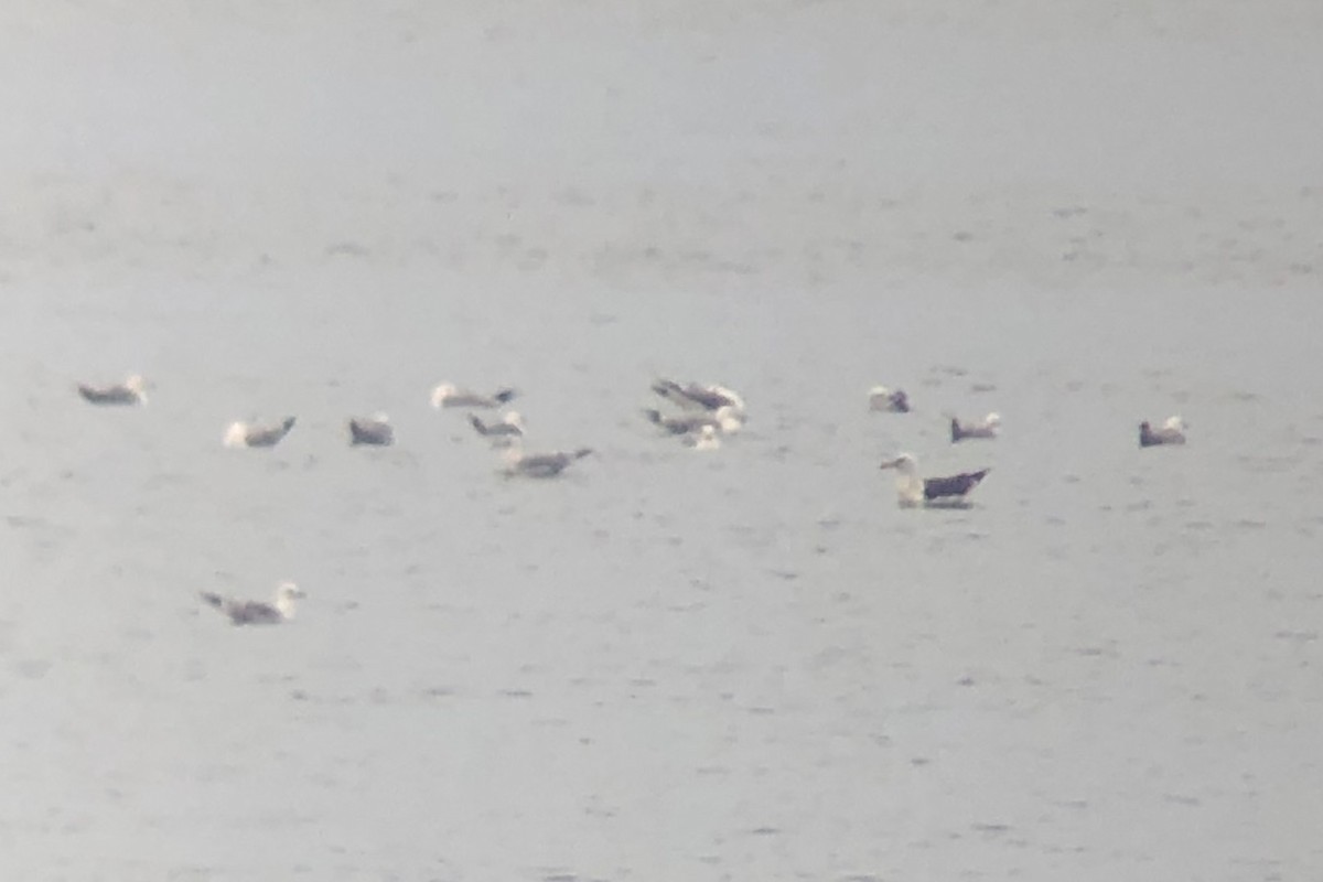 Larus sp. - ML638336758