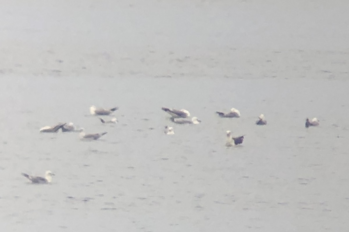 Larus sp. - ML638336759