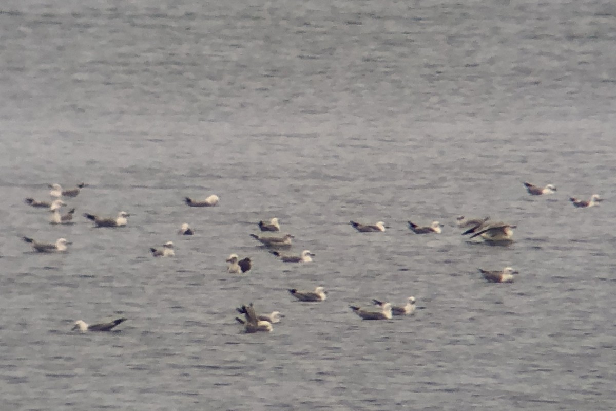 Larus sp. - ML638336760