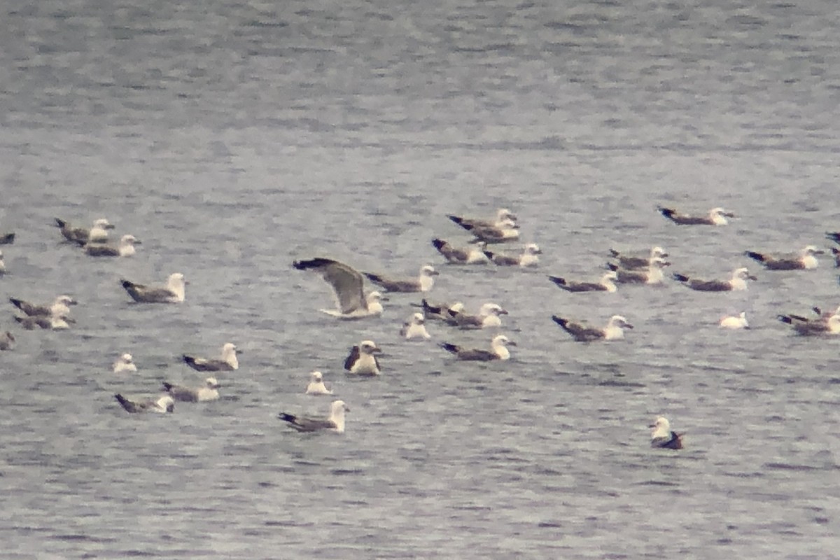 Larus sp. - ML638336761