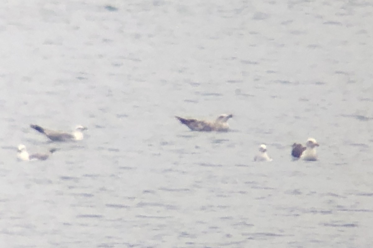 Larus sp. - ML638336762