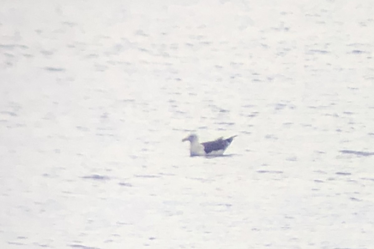 Larus sp. - ML638336765