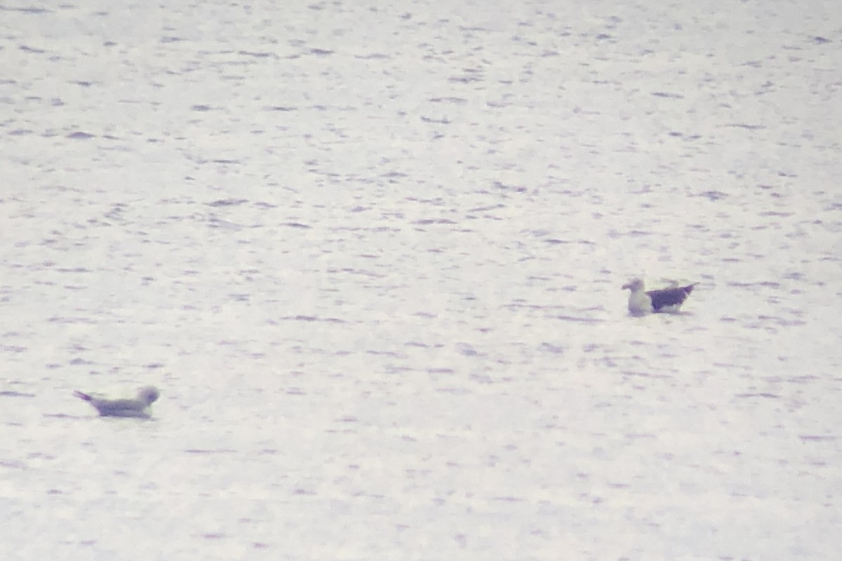 Larus sp. - ML638336766