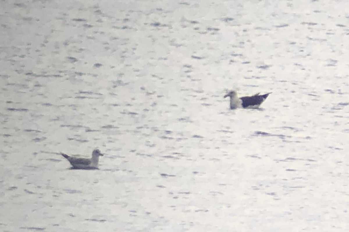 Larus sp. - ML638336767