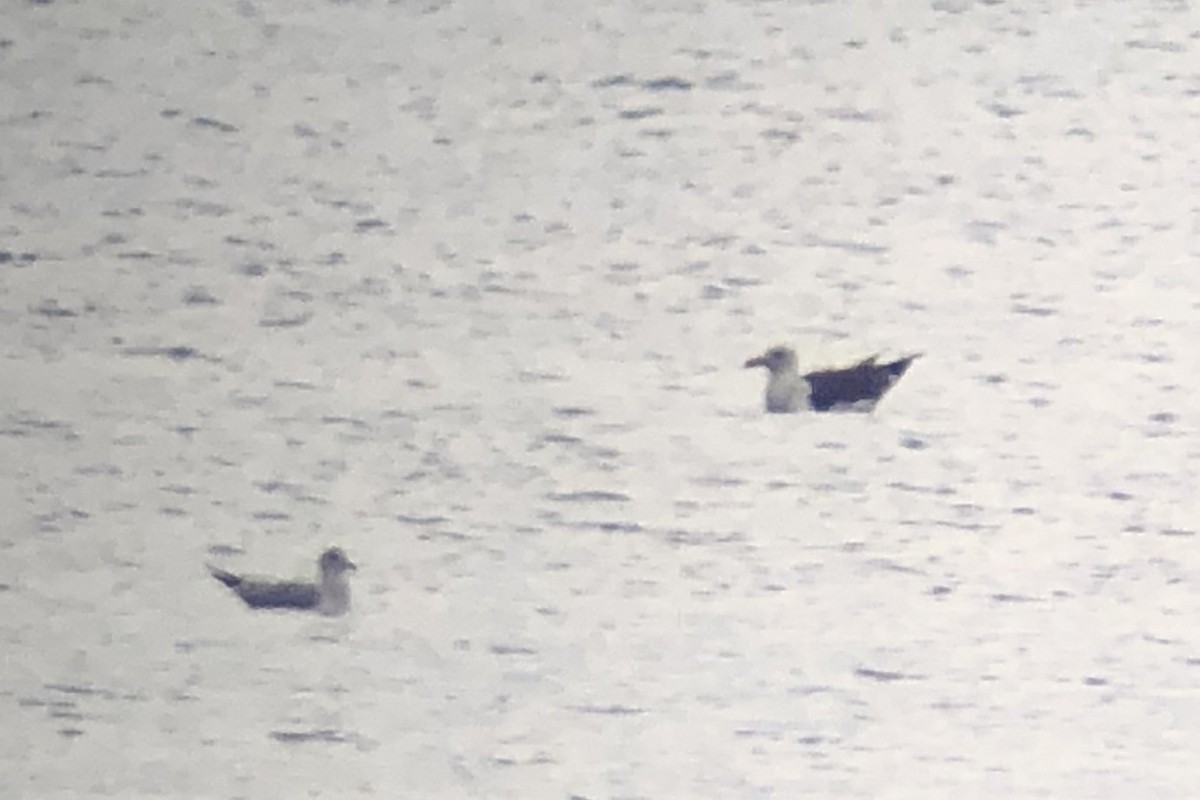 Larus sp. - ML638336768
