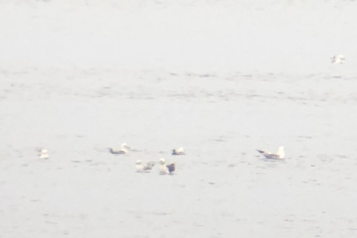 Larus sp. - ML638336769