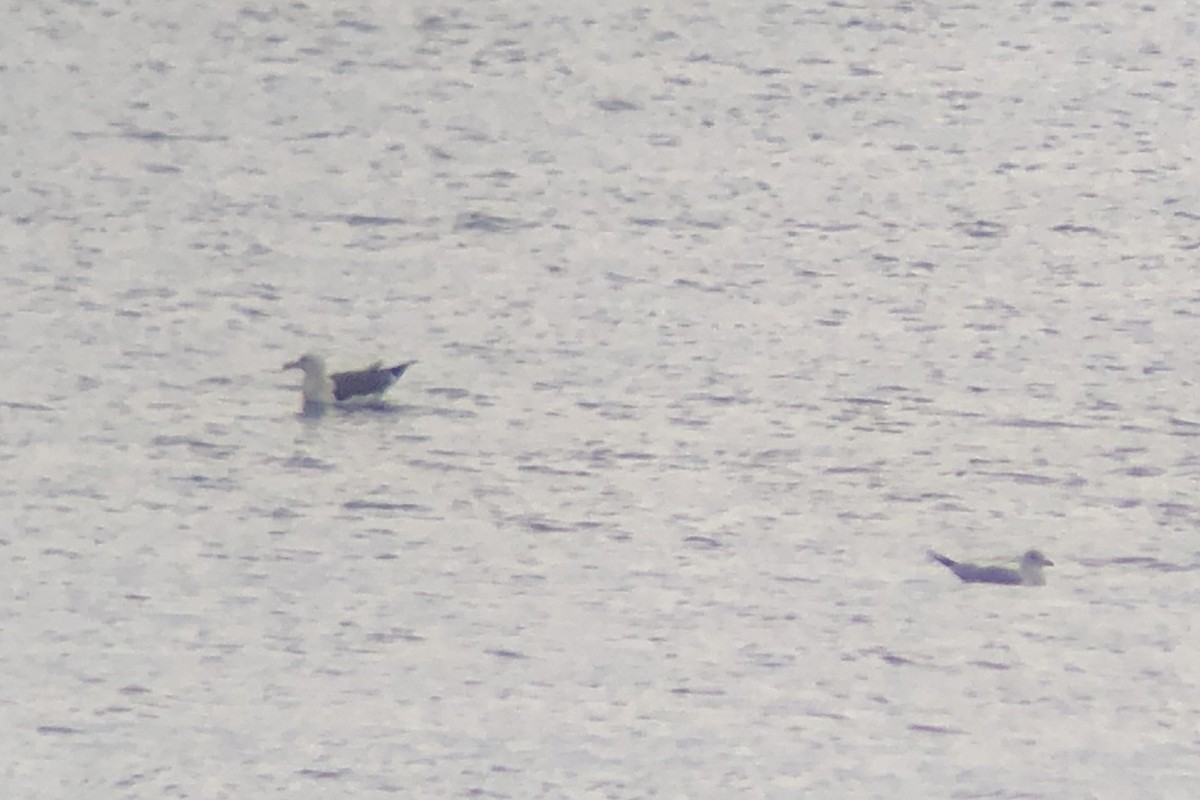 Larus sp. - ML638336770