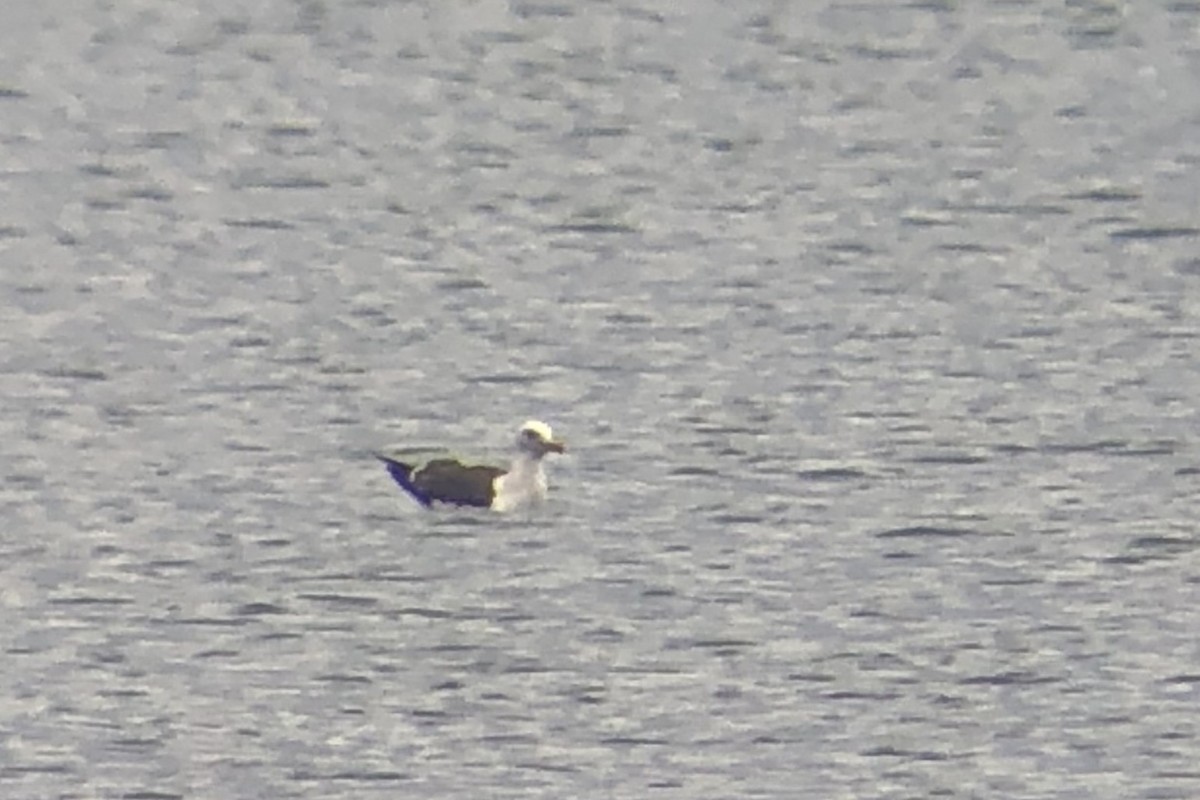 Larus sp. - ML638336771