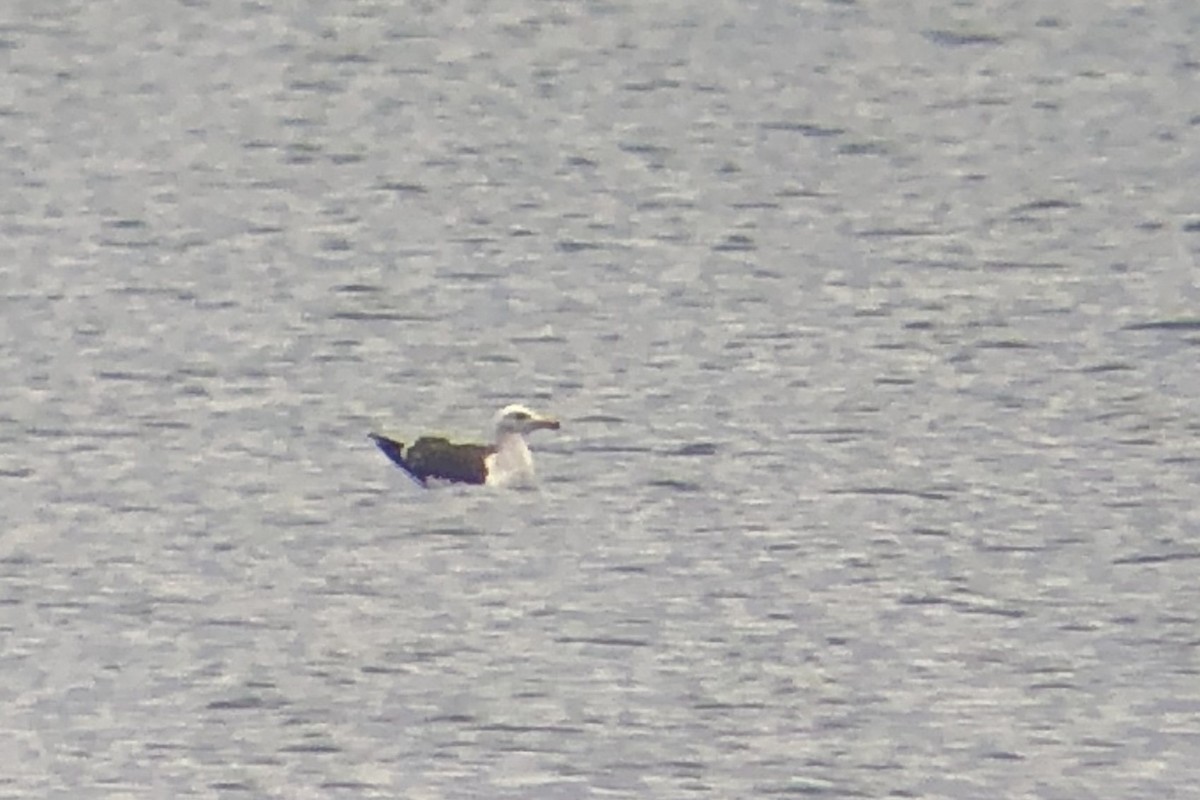 Larus sp. - ML638336772