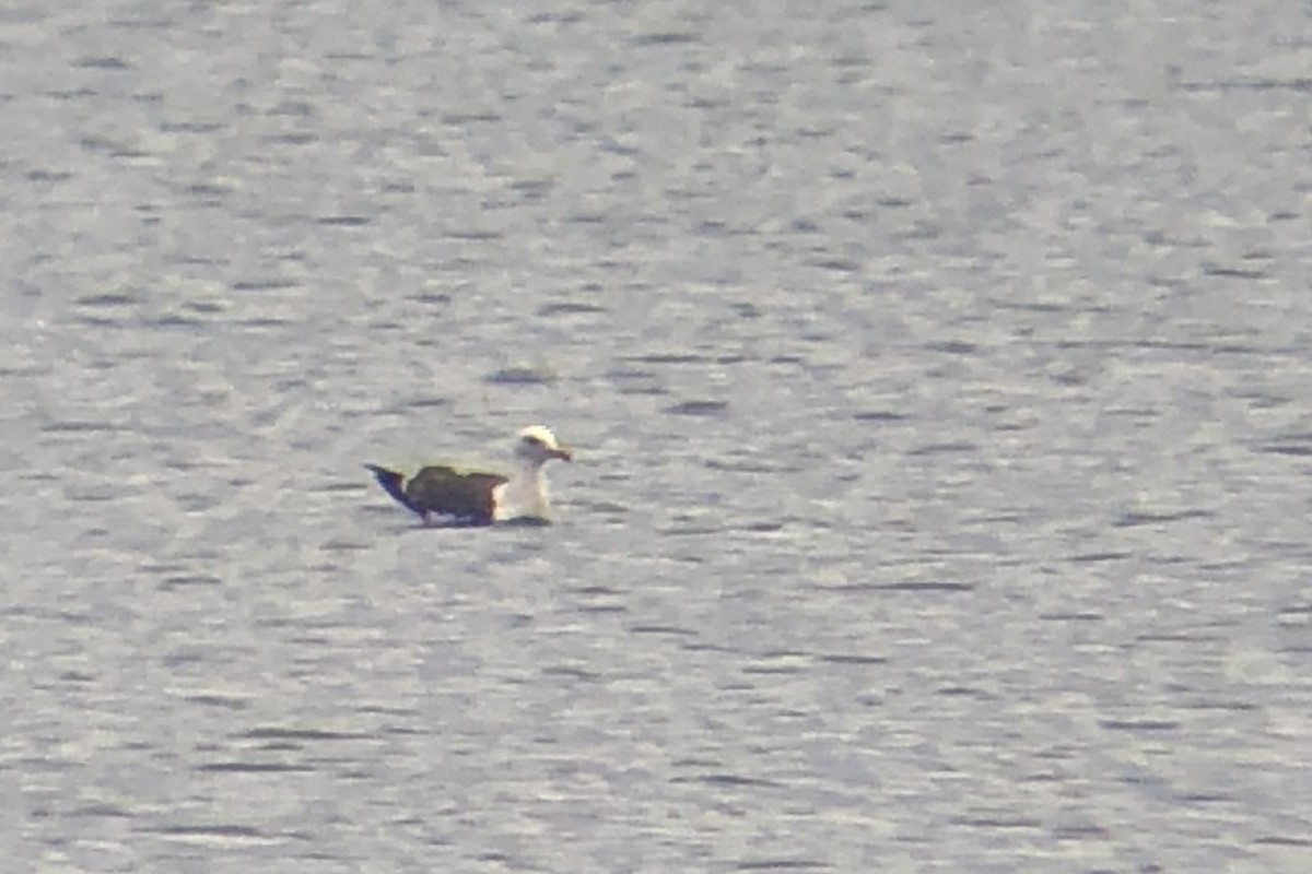 Larus sp. - ML638336773