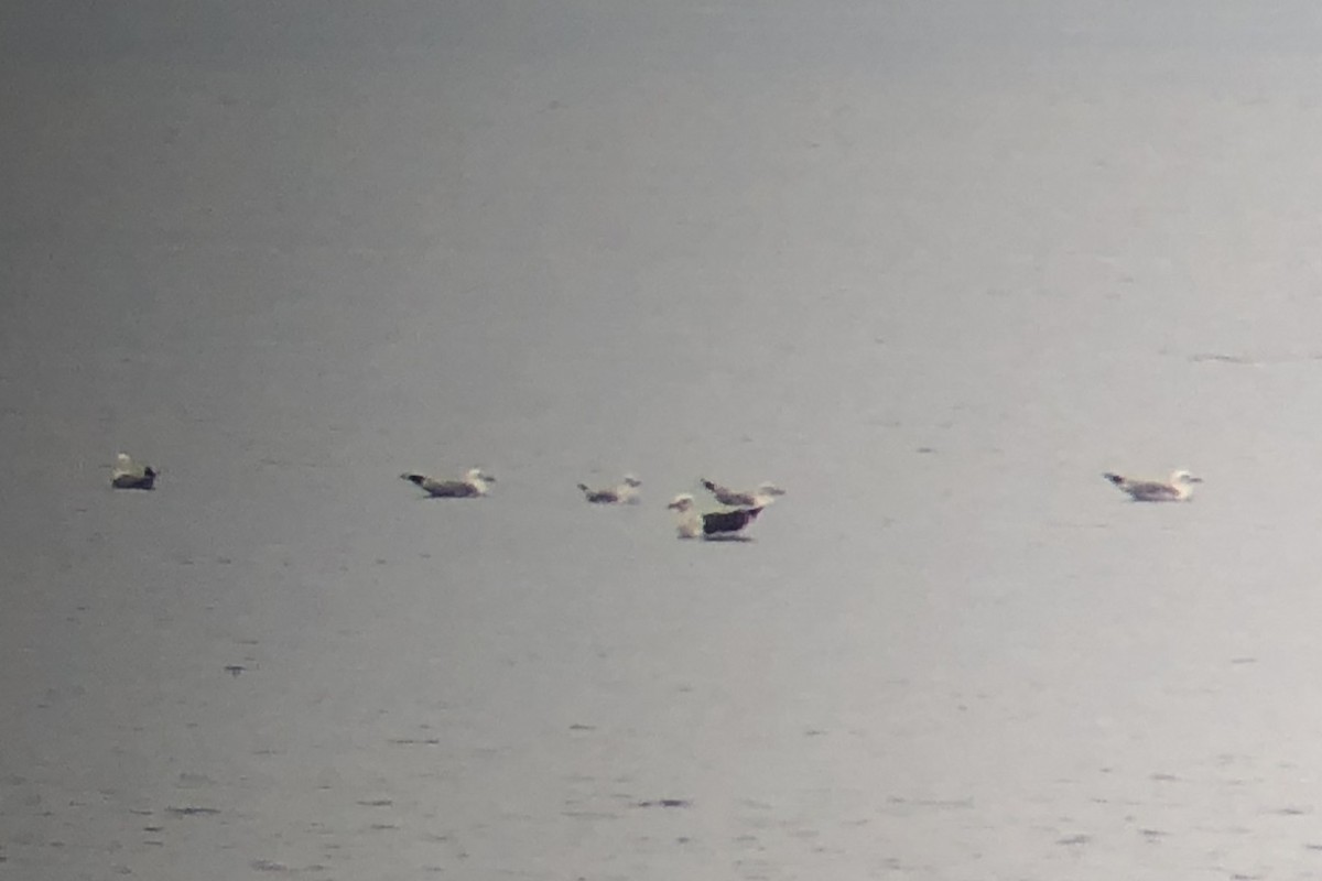Larus sp. - ML638336775