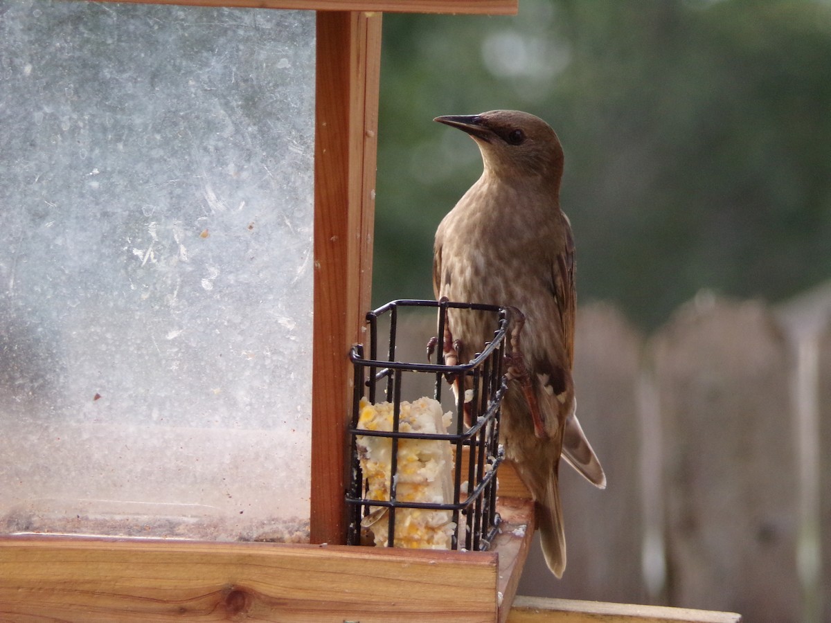 European Starling - ML638336793