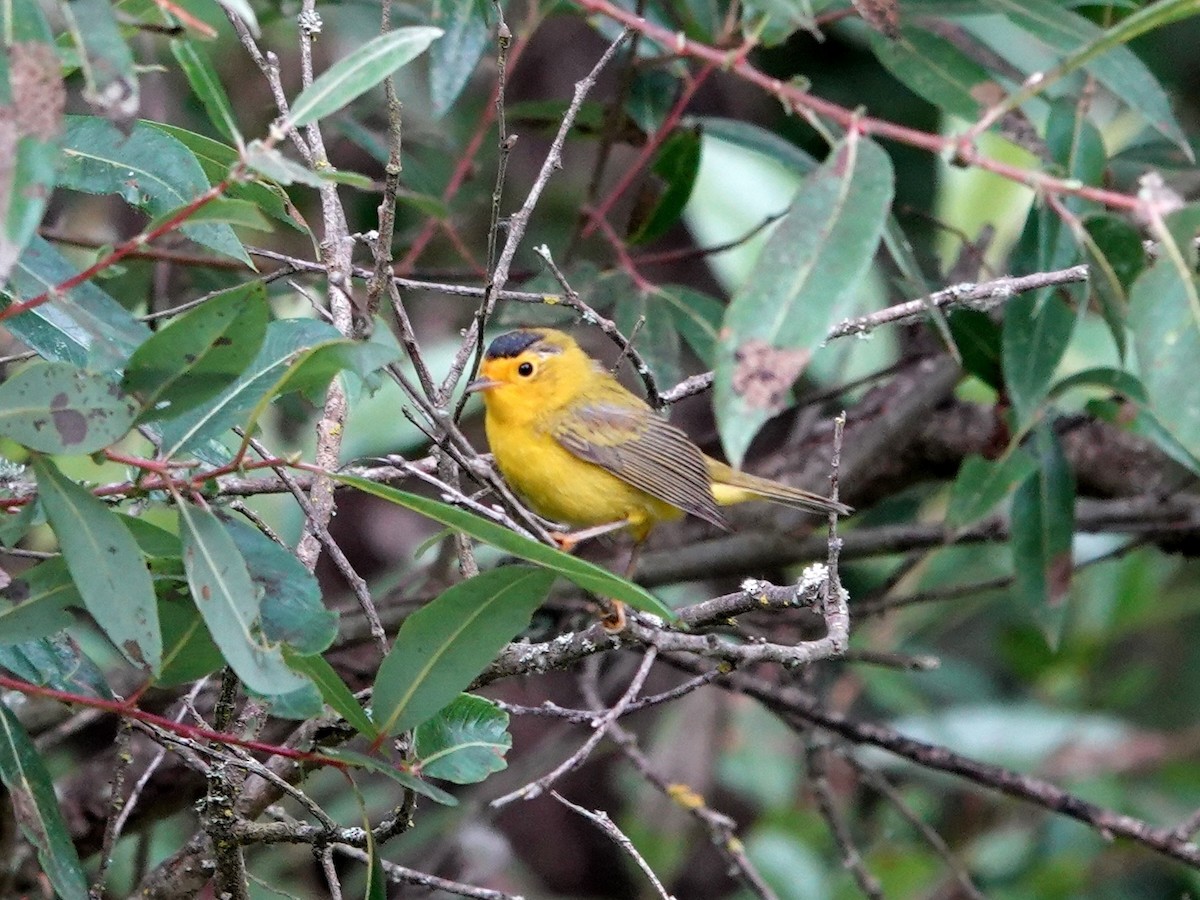 kalottparula - ML638336798