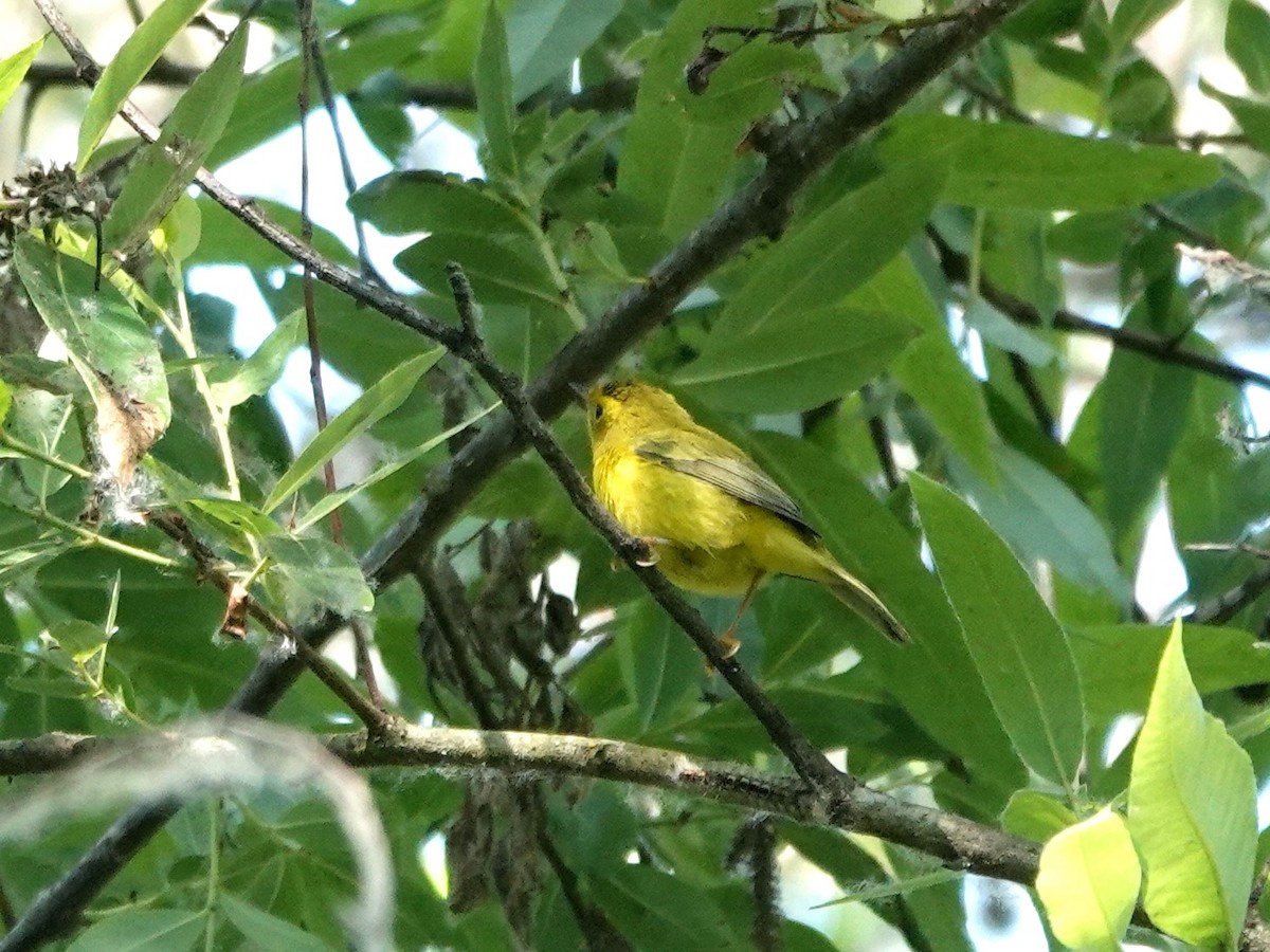 kalottparula - ML638336801