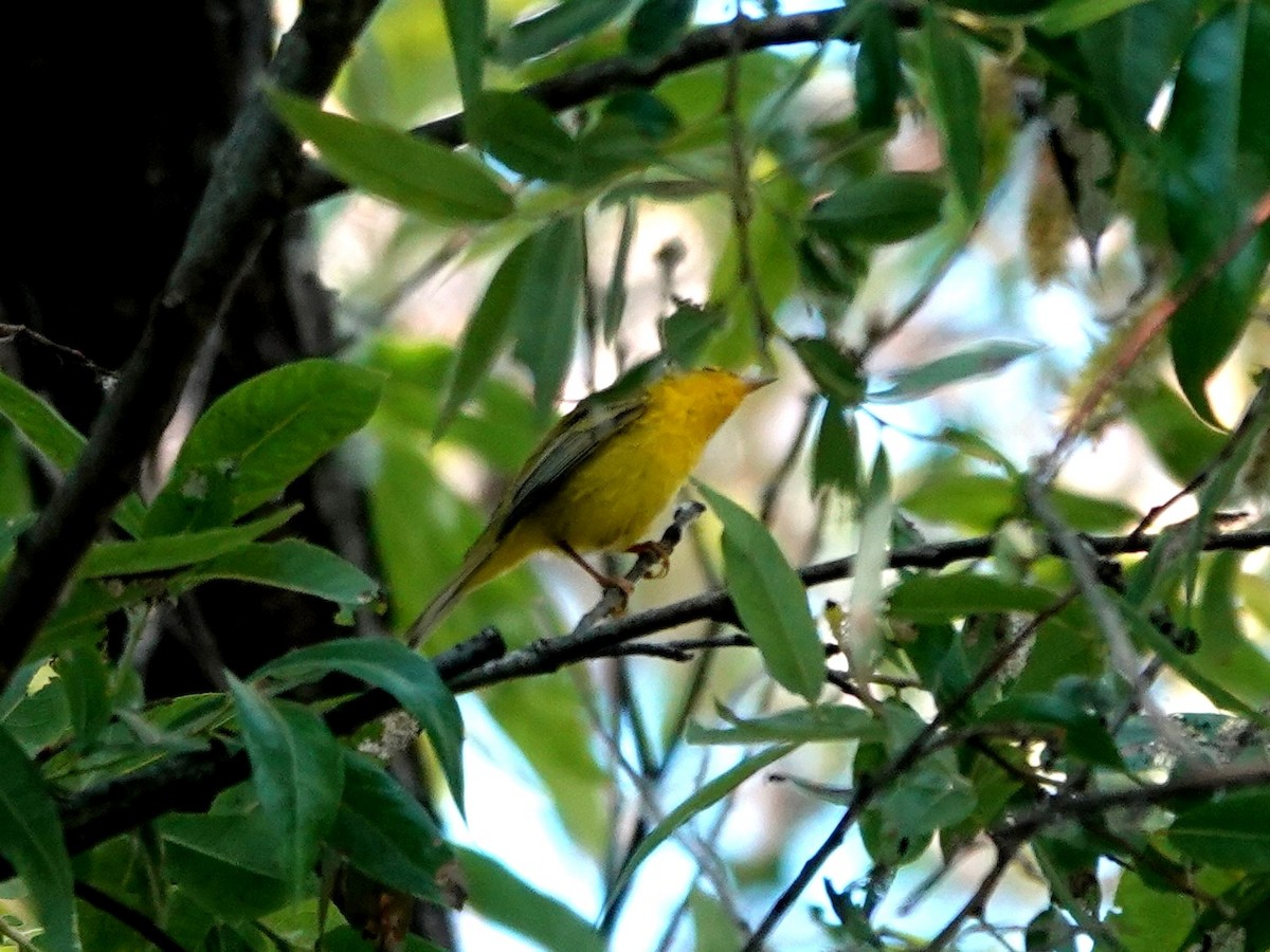 kalottparula - ML638336804