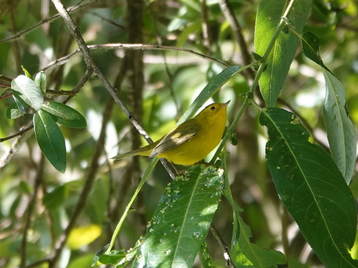 kalottparula - ML638336815