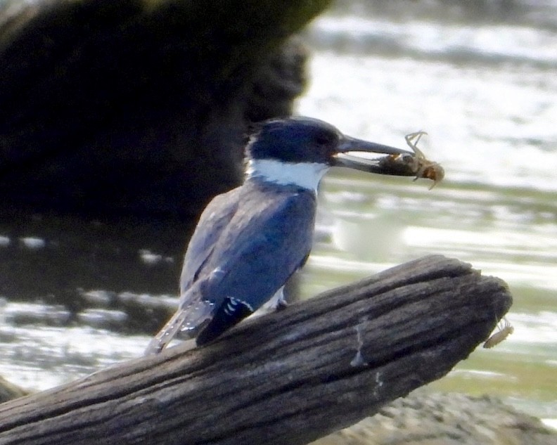 Belted Kingfisher - ML638336821