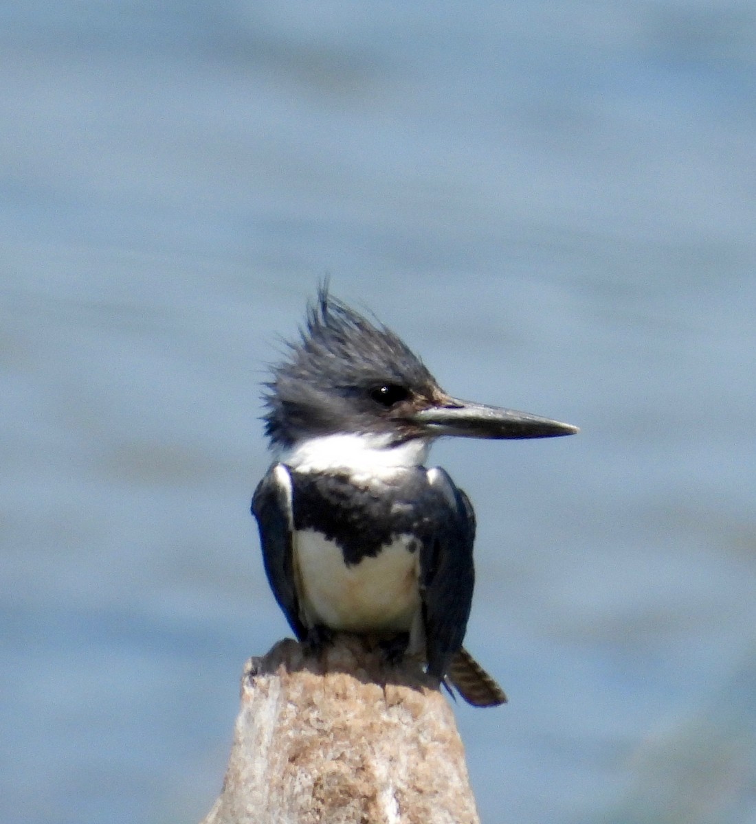 Belted Kingfisher - ML638336822