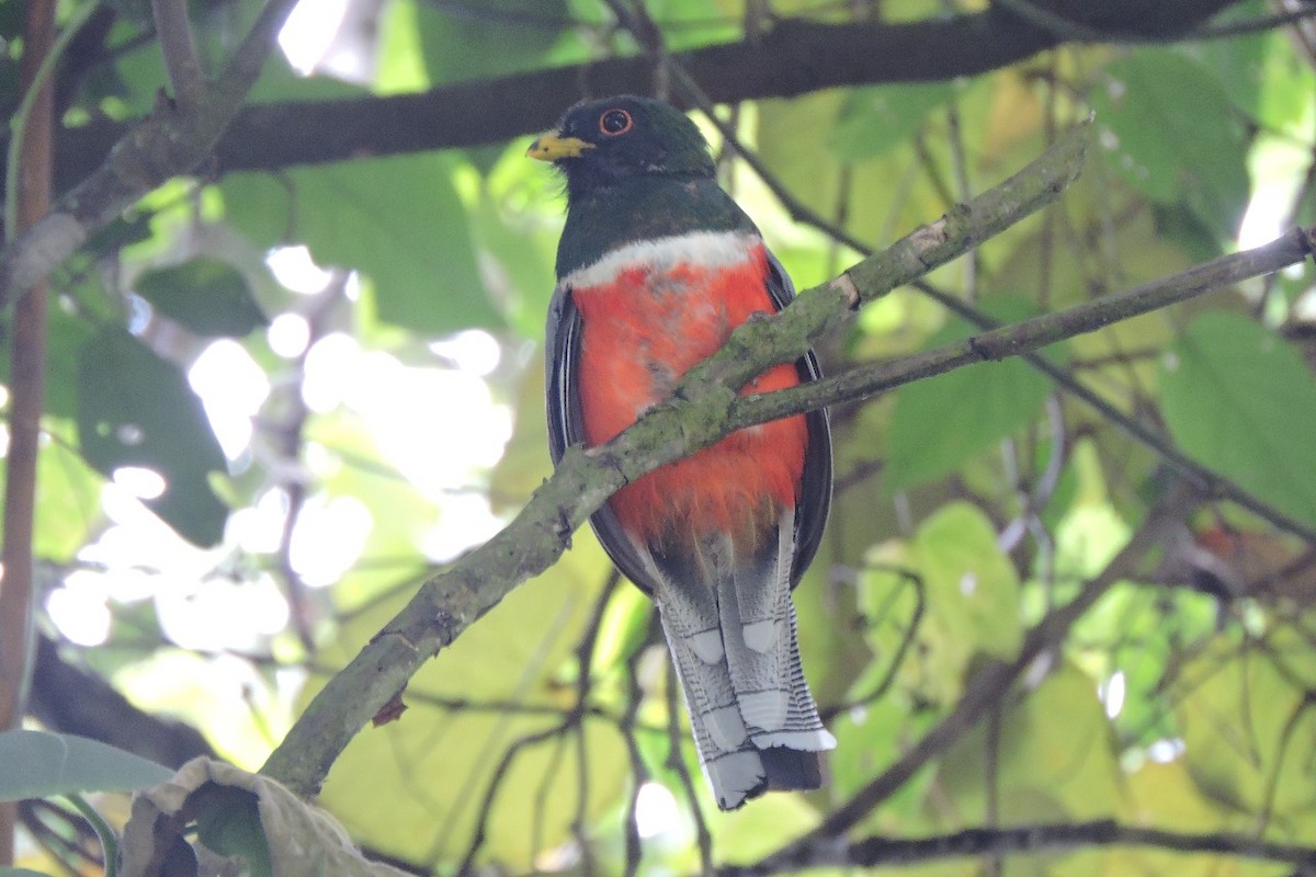 båndtrogon - ML638336824