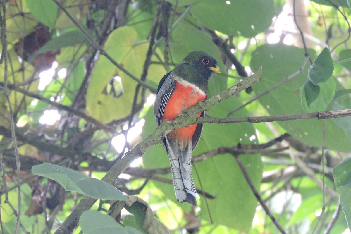 båndtrogon - ML638336825