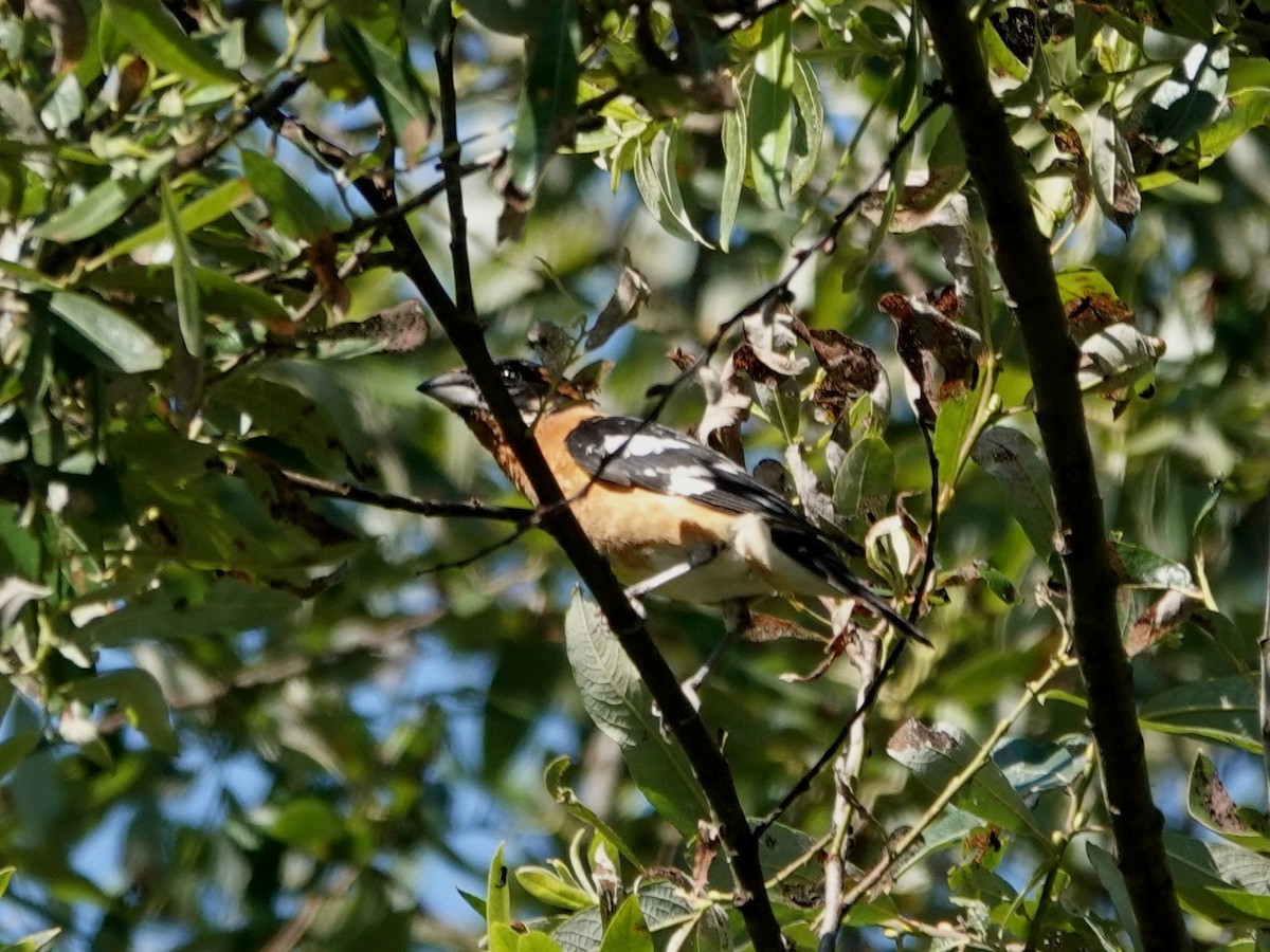 svarthodetykknebb - ML638336827