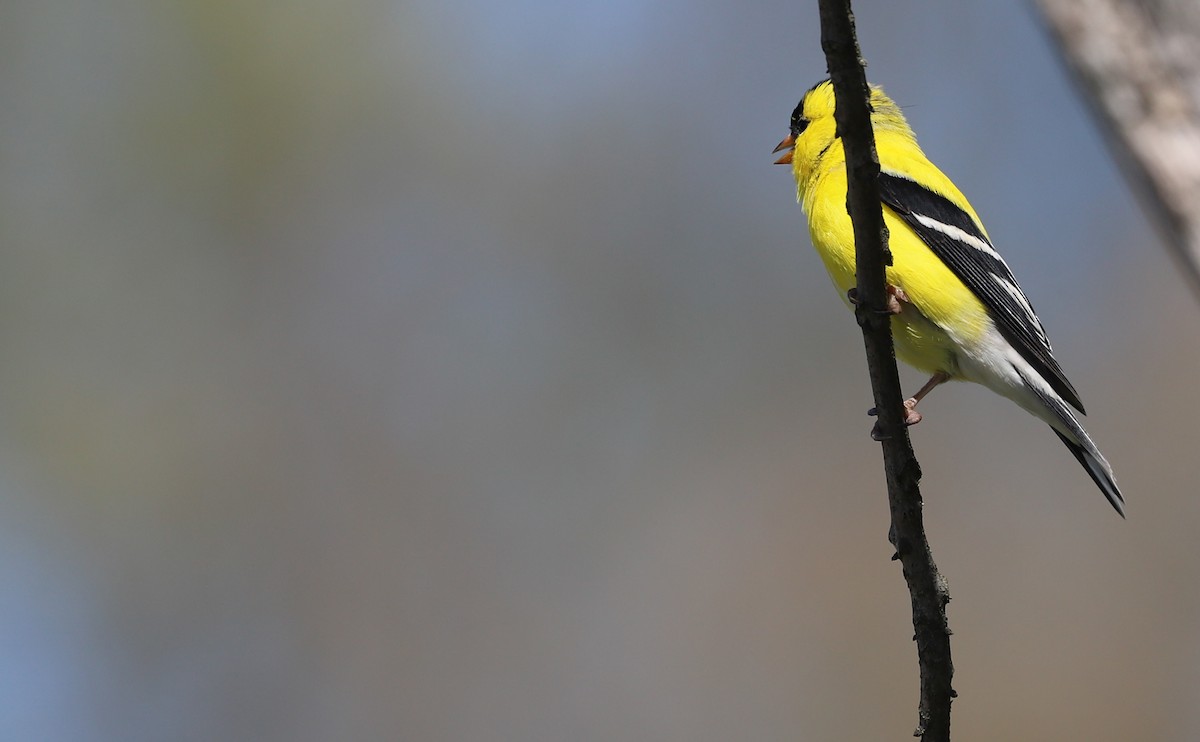 American Goldfinch - ML638336830