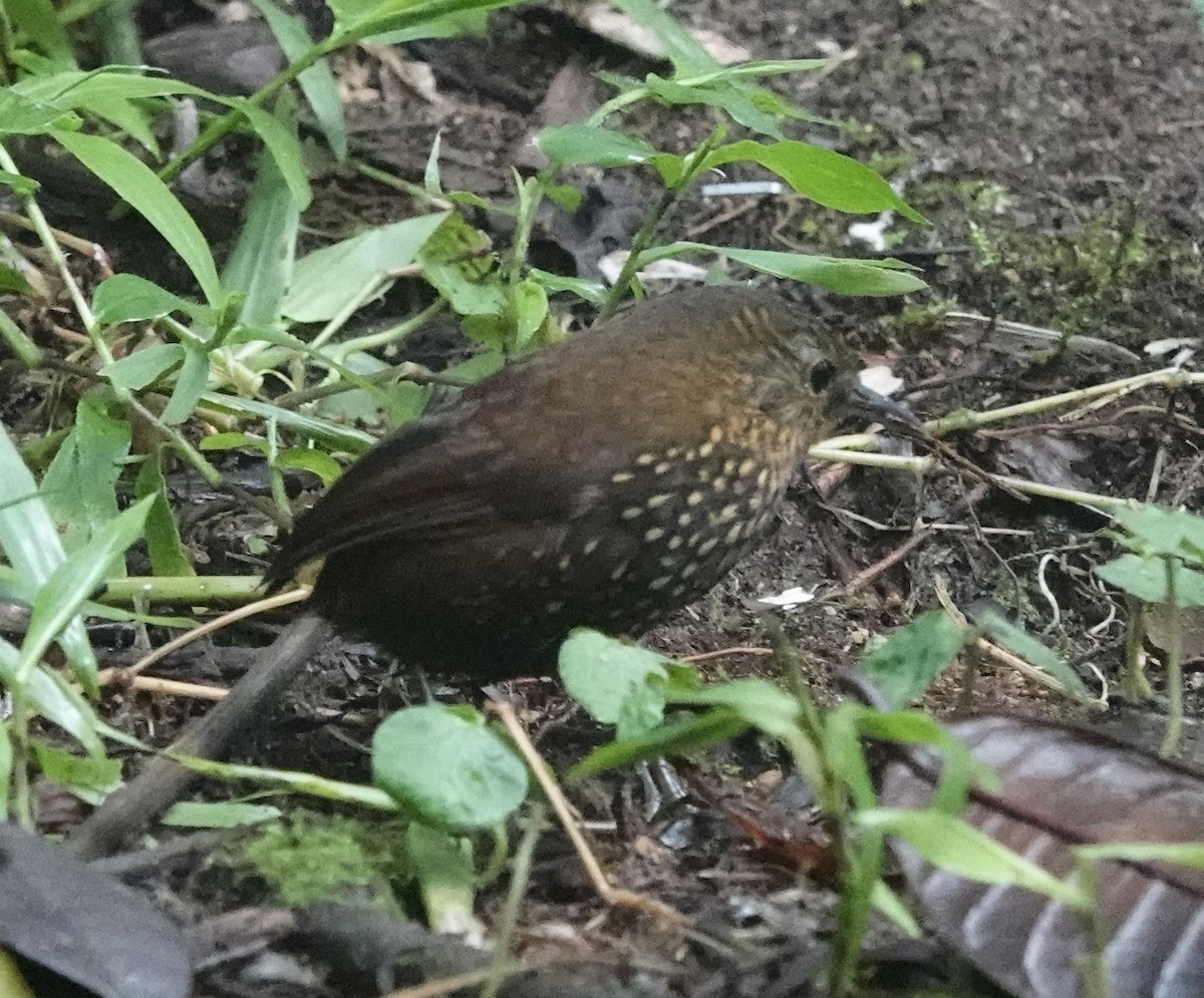 Spotted Barbtail - ML638336836