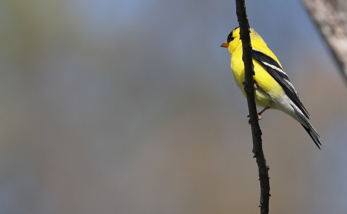 American Goldfinch - ML638336837